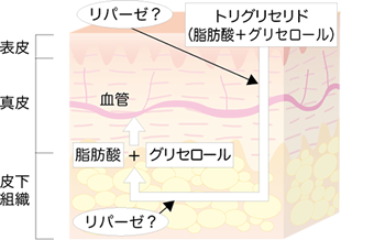 皮膚からパルミトレイン酸が吸収される経路として考えられる仕組み