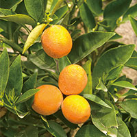柑橘精油に含まれるベルガプテン量の比較