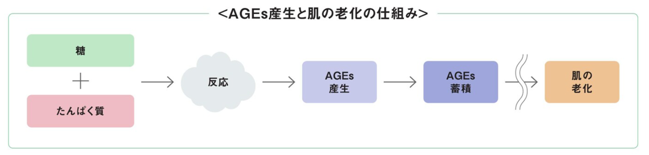 AGEs産生と肌の老化の仕組み