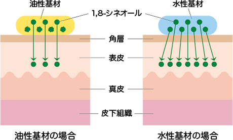基材によって異なる皮膚への透過性