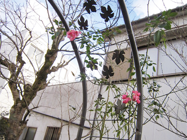 つるバラのアンジェラが、ピンクの花のゲートを作る。
