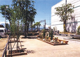 完成したショッピングセンター前広場の様子。カツラ、ニオイヒバ、バラ、クチナシ、ロウバイが植えられている。