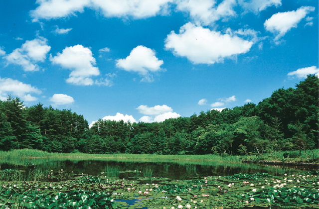 青空と睡蓮が美しい夏の照南湖。開花時期には多くの人が訪れる。