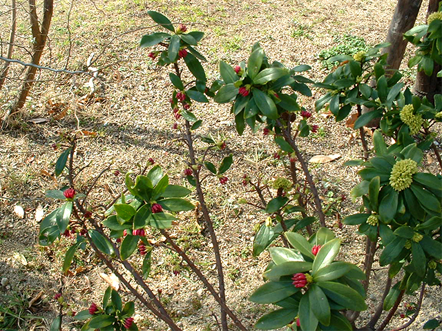 春に先駆けてジンチョウゲが赤いつぼみを見せ始めました 写真提供：芦屋市（３点とも）
