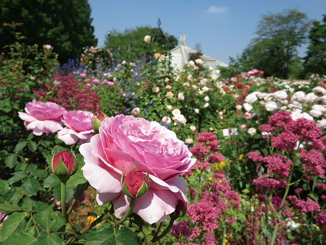 香りで区分けしたバラ園は全国でも珍しい。