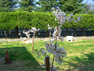 こども広場に開花のソメイヨシノ （写真提供：3 点とも京都向日町競輪場）